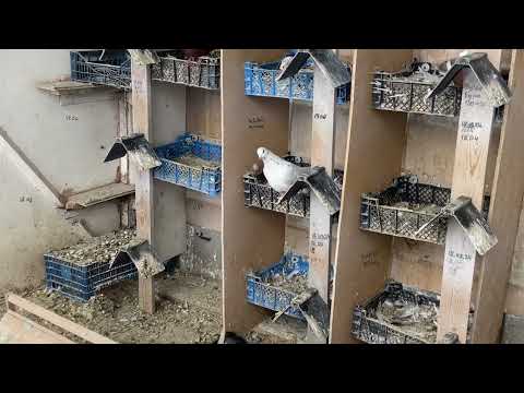 Видео: Решил продать племенную широкохвостую  птицу