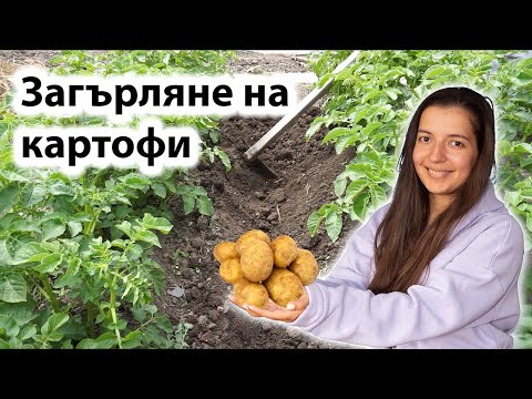 Видео: ЗАГЪРЛЯНЕ НА КАРТОФИТЕ