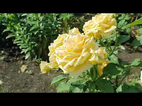 Видео: Коли на душі осінь ,в серці Весна !///Присмак літа !////