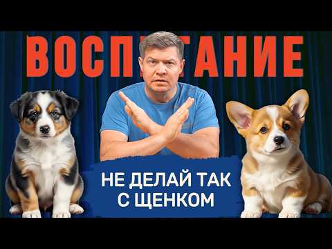 Видео: Как НЕ воспитывать щенка: 6 мифов, которые портят собаку с детства