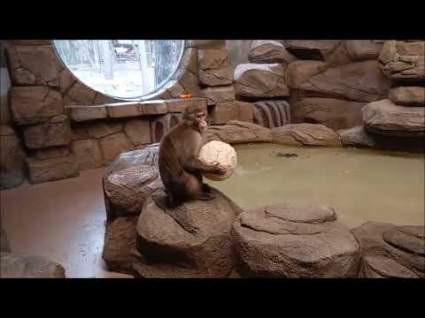 Видео: У японских макак любимое занятие смотреть в окно и играть с мячиком 30.10.2025