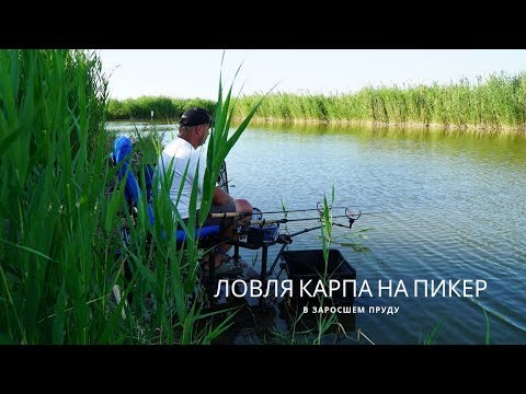 Видео: ***ЛОВЛЯ КАРПА НА ПИКЕР В ЗАРОСШЕМ ПРУДУ***