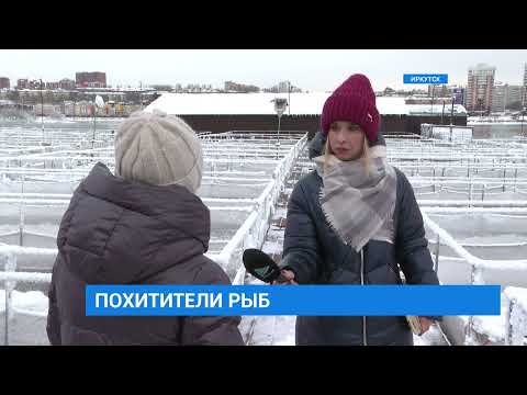 Видео: В Иркутске задержали подозреваемых в хищении рыбы на форелевой ферме