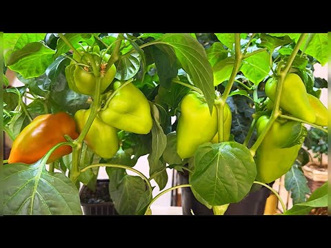 Видео: САМЫЙ УРОЖАЙНЫЙ И РАННИЙ ПЕРЕЦ! ОТЛИЧНО РАСТЕТ ДАЖЕ ЗИМОЙ!