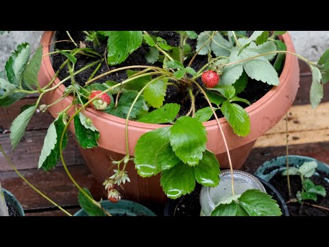 Видео: Выращивание и размножение клубники в горшках!