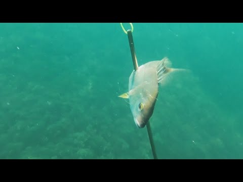 Видео: Ружьё новое, а привычки старые. Салвимар Арес 85 заряжаем и тестим выстрел на карасях и окунях.