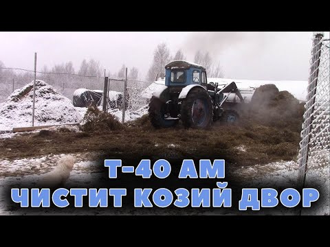 Видео: Т-40 АМ чистит козий двор!