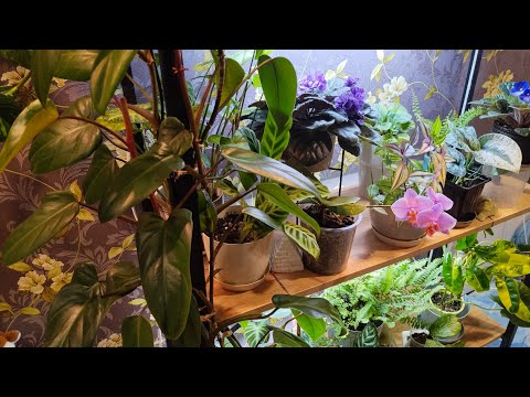Видео: Обзор Комнатных Растений 07.08.25 💐Спальня и Гостиная
