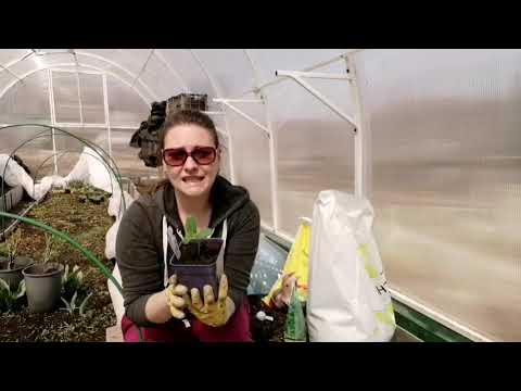 Видео: 1 апреля ВЫСАЖИВАЮ КАБАЧКИ И ОГУРЦЫ НА РАННИЙ УРОЖАЙ | ЗАЧЕМ ВЫРАЩИВАЮ СОРНЯКИ