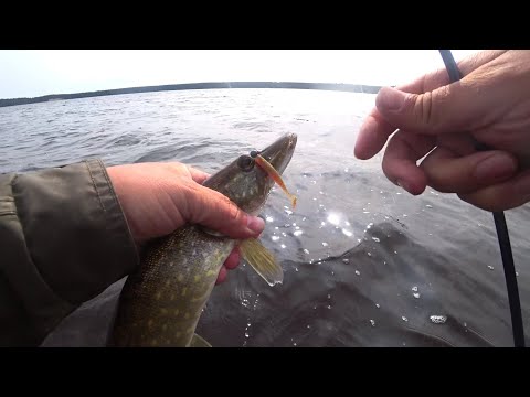 Видео: Тролинг без лодки. Большое Симагинское озеро. 