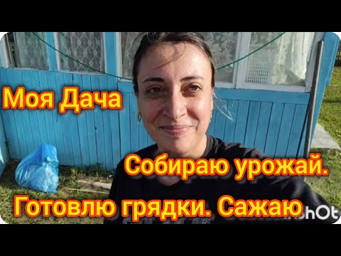 Видео: Моя дача. Собираю урожай. Сажаю в Зиму 