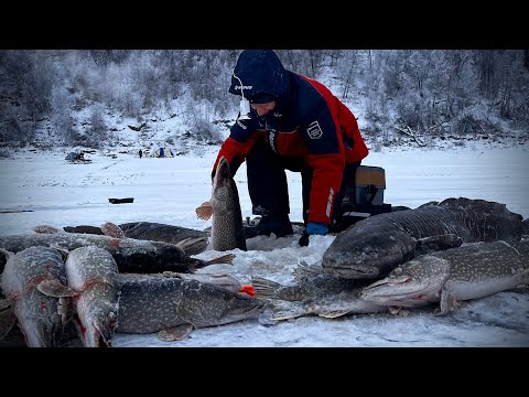 Видео: ДЕНЬ РЕКОРДНЫХ РЫБ 10 кг+! ЭТО НА ГРАНИ ФАНТАСТИКИ! ОГРОМНАЯ ЩУКА НА ВИБ, НАЛИМЫ! УХА ИЗ ТАЙМЕНЯ!