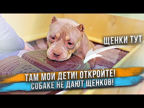 Видео: Собака хочет к щенкам, но люди не пускают её к ним!
