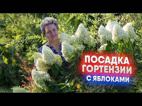 Видео: Посадка гортензии с яблоками