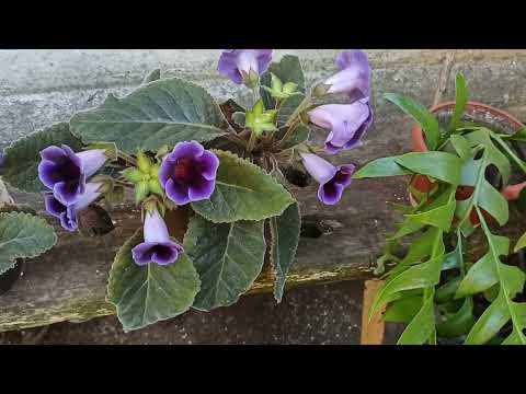 Видео: 24.06.24. УХОД ЗА ГЛОКСИНИЕЙ. МОЙ ОПЫТ.