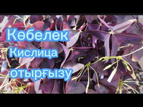 Видео: Кислица Көбелек гүлін отырғызу.Күтім жасау.Суғару.Гулдер әлемі.