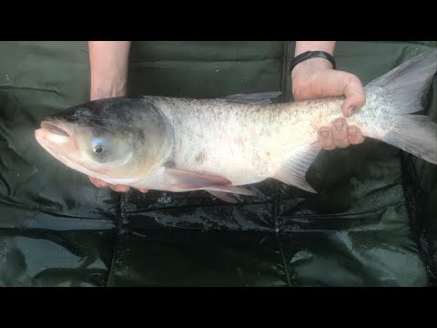 Видео: Ловля толстолобика !