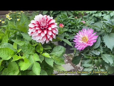 Видео: Как правильно укоренить георгины Патио.#георгины #цветы 
