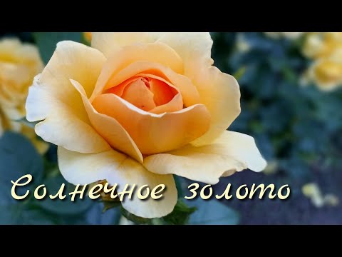 Видео: Роза цвета меда и янтаря. Ханзенштад росток #розы #розытантау #флорибунда #саженцыроз