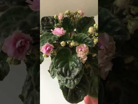 Видео: Як визначити, що фіалку пора пересаджувати?