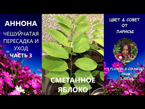 Видео: АННОНА КАК  ВЫРАСТИТЬ  ДОМА ЧАСТЬ 3 ПЕРЕСАДКА И УХОД | Гуанабана как вырастить из косточки