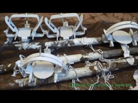 Видео: Обработка капканов от запаха в ИЗВЕСТИ / Подготовка к охоте / Охота на лису.