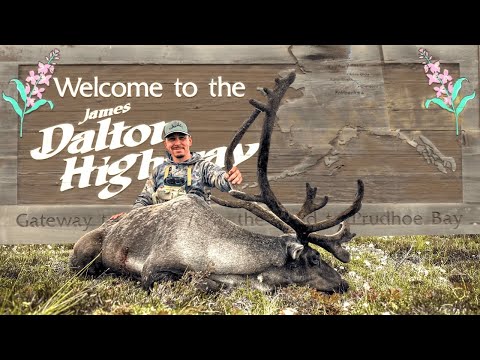 Видео: Охота на карибу на Аляске по шоссе Далтон | Бык Бланка | 4K