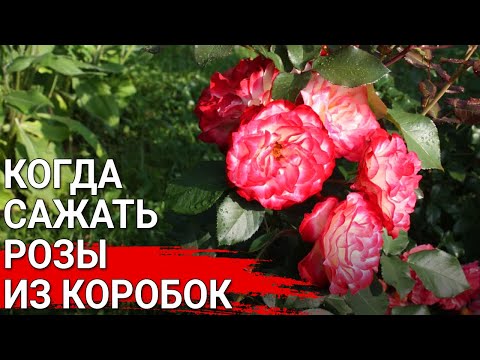 Видео: Когда сажать розы из коробок