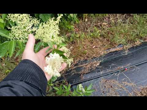 Видео: Бузина чорна. Промислові сорти Самуель і Хашберг. Перше враження.