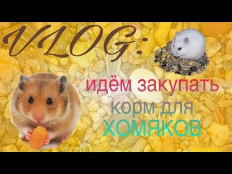 Видео: VLOG: идём закупать корм для хомяков