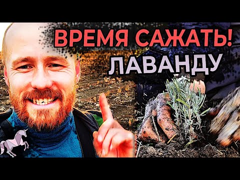 Видео: Оправка почтой саженцев лаванды из органического Лавандового питомника