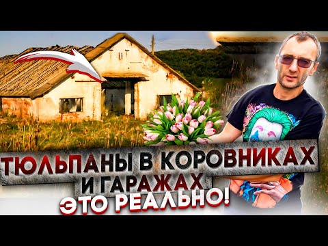 Видео: Как вырастить тюльпан в закрытом помещении