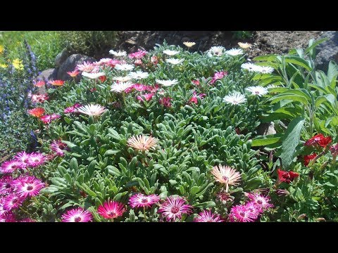 Видео: Эффектный однолетник. Мезембриантемум: выращивание из семян