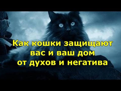 Видео: ВОТ КАК КОШКИ защищают вас и ваш дом от духов и негатива.