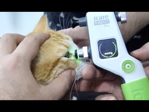 Видео: Слепой кот или нет!? Проверяем зрение у лучшего врача!