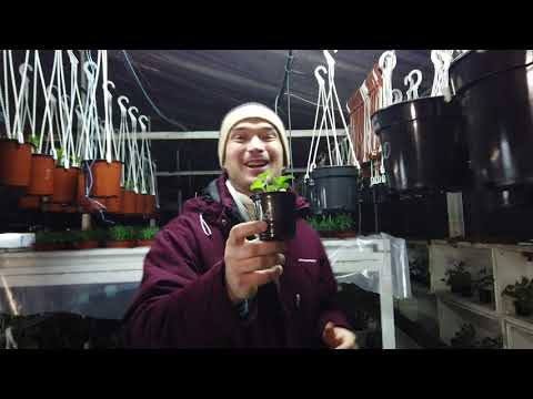 Видео: А Вы так УКОРЕНЯЕТЕ черенки ПЕЛАРГОНИИ в домашних условиях?