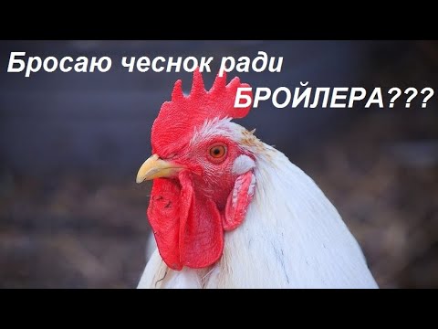 Видео: Ответы на вопросы по бройлеру и чесноку.(Брошу ли я чеснок?)