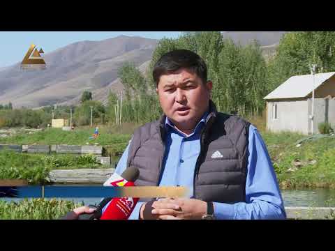 Видео: Балык өстүрүүнүн сырын тапкан ишкер