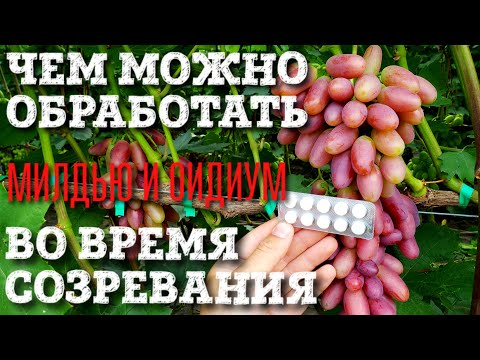 Видео: КАКИМИ ПРЕПАРАТАМИ МОЖНО ОБРАБАТЫВАТЬ, КОГДА УРОЖАЙ УЖЕ СОЗРЕВАЕТ. НАРОДНЫЕ СРЕДСТВА, БЕЗ ХИМИИ