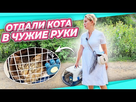 Видео: СИЛ БОЛЬШЕ НЕТ | ЛЕОПАРДОВЫЙ КОТ | ТРИ КАРТИНЫ В СПАЛЬНЮ | КОТ КОМПОТ