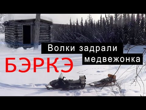 Видео: Волки задрали медвежонка.