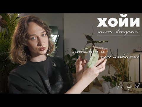 Видео: КОЛЛЕКЦИЯ ХОЙ: нынешние и будущие ЛЮБИМЦЫ - часть 2 // ep. 08