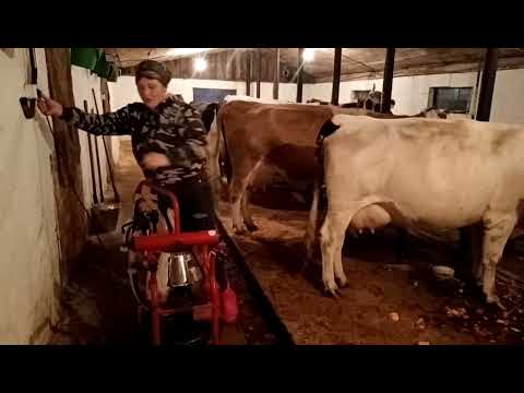 Видео: ВЕЧЕРНЯЯ ДОЙКА КОРОВ, УРОЖАЙ ИЗ БОЛЬШОГО ОГОРОДО😇