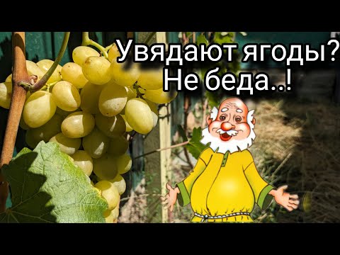 Видео: Устраняю причину увядания ягод винограда 🍇😱 #виноград#увядание#ягоды#гниль#