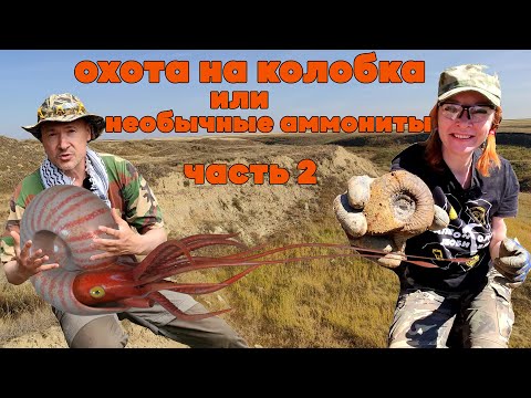 Видео: ОХОТА НА КОЛОБКА или НЕОБЫЧНЫЕ АММОНИТЫ | ЧАСТЬ 2