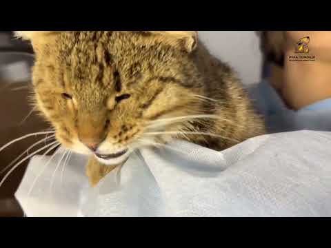 Видео: Рассказываем про нашу новую пациентку кошечку Росу!