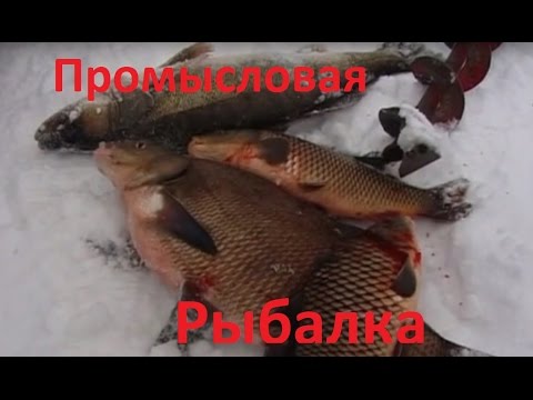 Видео: Диалоги о рыбалке - 172- Промысел, как часть жизни.
