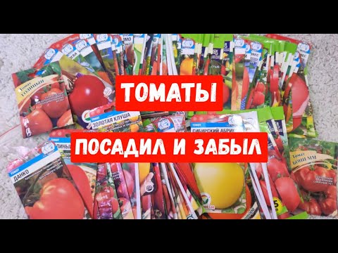 Видео: ЭТИ СОРТА ТОМАТОВ ПОСАДИЛ И ЗАБЫЛ   САМЫЕ УРОЖАЙНЫЕ ТОМАТЫ Сметают Пачками, Посажу в 2024