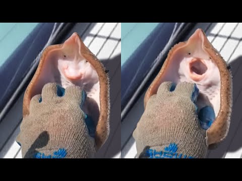Видео: ЭТО Нужно ВИДЕТЬ! Топ 10 Моментов Гениального Поведения Животных!
