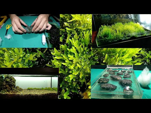 Видео: Яванский мох на камнях в синтипоне выращивание на суше/Javanese moss on stones in synttipon cultivat